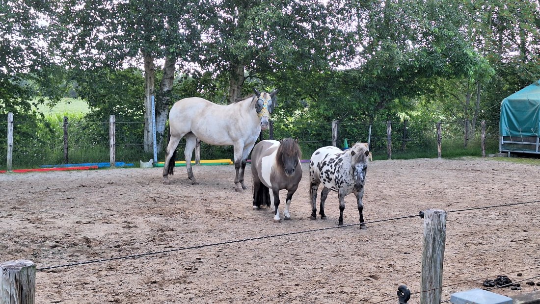 De coachpaarden